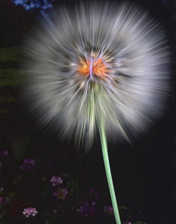 Naked Dandelion Shutterbug